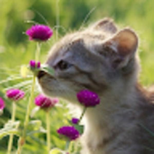 Meet your Posher, Veronica